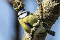 Cyanistes caeruleus