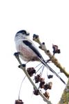 Aegithalos caudatus