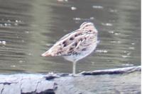Gallinago gallinago