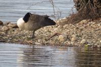 Branta canadensis