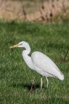 Ardea alba