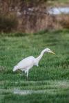 Ardea alba