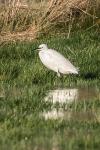 Egretta garzetta