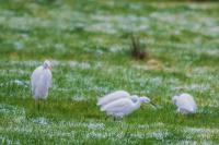 Egretta garzetta
