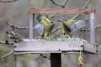Chloris chloris