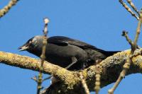 Corvus monedula