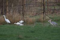 Ardea alba