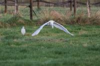 Ardea alba
