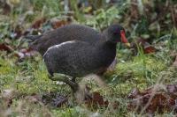 Gallinula chloropus