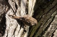 Certhia brachydactyla