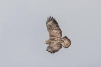 Buteo buteo