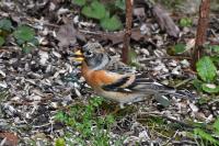 Fringilla montifringilla