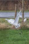 Ardea alba