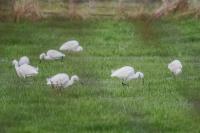 Egretta garzetta