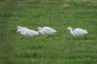 Egretta garzetta