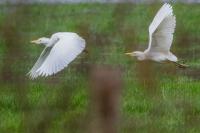 Bubulcus ibis