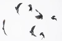 Corvus monedula