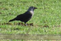 Corvus monedula