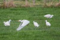 Egretta garzetta