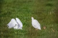 Bubulcus ibis