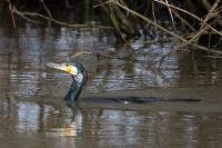 Phalacrocorax carbo