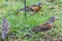 Fringilla montifringilla