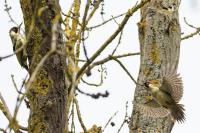 Picus viridis