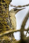 Picus viridis