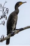Phalacrocorax carbo