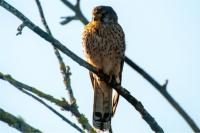 Falco tinnunculus