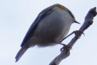 Regulus ignicapilla