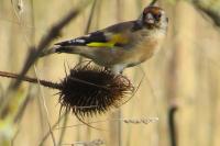 Carduelis carduelis