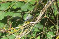 Cyanistes caeruleus