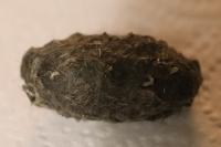 Tyto alba