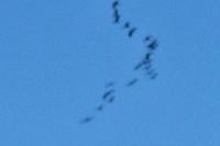 Grus grus
