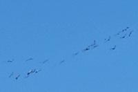 Grus grus