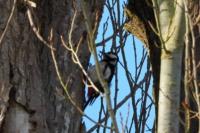 Dendrocopos major