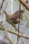 Troglodytes troglodytes
