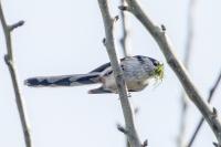 Aegithalos caudatus