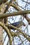 Corvus monedula