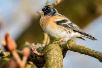 Fringilla montifringilla