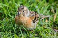 Fringilla montifringilla