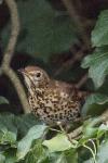 Turdus philomelos