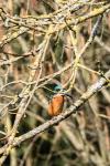 Alcedo atthis