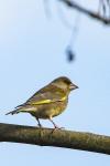 Chloris chloris