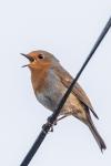 Erithacus rubecula
