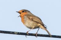 Erithacus rubecula