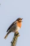 Erithacus rubecula