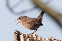 Troglodytes troglodytes