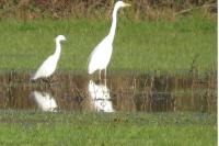 Egretta garzetta